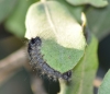 Lymantria dispar