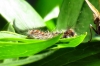 Lymantria dispar