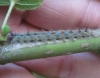 Lymantria dispar