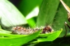 Lymantria dispar