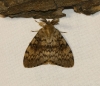 Lymantria dispar