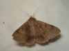 Minucia lunaris