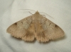 Minucia lunaris
