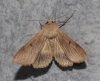 Minucia lunaris