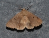 Minucia lunaris