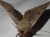 Minucia lunaris