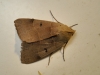 Minucia lunaris