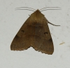 Minucia lunaris (Denis & Schiffermller, 1775)