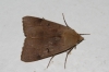 Minucia lunaris ([Denis et Schiffermller], 1775)
