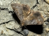 Minucia lunaris