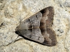 Minucia lunaris