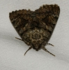 Mormo maura (Linnaeus, 1758)