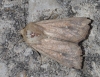 Mythimna albipuncta