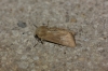 Mythimna sicula