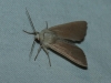 Mythimna sicula