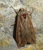 Mythimna unipuncta