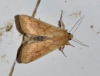 Mythimna vitellina