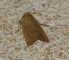 Mythimna (Sablia) sicula (Treitschke, 1835)