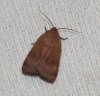 Noctua comes