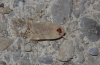 Noctua fimbriata/tirrenica