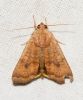 Noctua interjecta