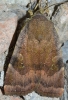 Noctua janthina