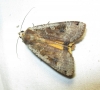 Noctua pronuba