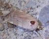Noctua tirrenica