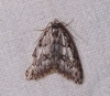 Nola cicatricalis