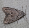 Nola thymula