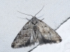 Nola thymula