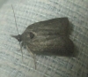 Nycteola sp.