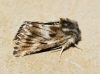 Omia cymbalariae