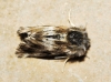 Omia cymbalariae