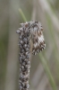 Omia cymbalariae