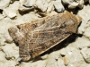 Omphaloscelis lunosa Omphaloscelis lunosa