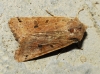 Omphaloscelis lunosa Omphaloscelis lunosa