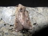 Omphaloscelis lunosa Omphaloscelis lunosa