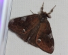 Orgyia trigotephras