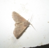 Orthosia cerasi