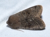 Orthosia cerasi