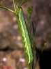 Orthosia incerta??? Orthosia incerta???