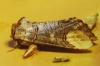 Phalera bucephala