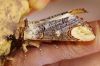 Phalera bucephala