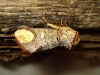 Phalera bucephala