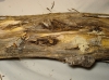 Phalera bucephala