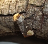 Phalera bucephala