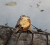 Phalera bucephala