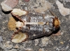 Phalera bucephala