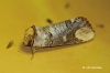 Phalera bucephala